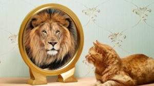 Gato-espejo-leon